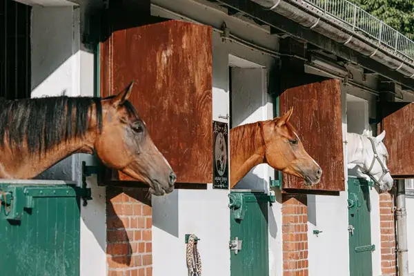 Pferdepension Pferdereha Eichenhof Außenboxen